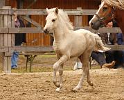 Myrdal von Heidmoor i